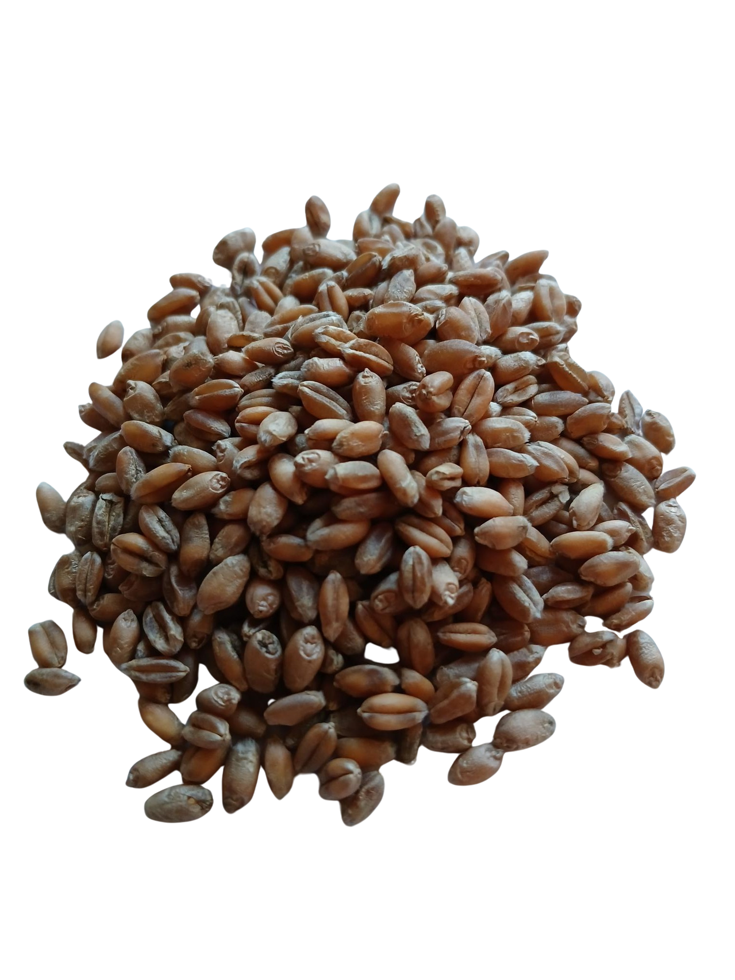 Mariagertoba Hvede, hele kerner