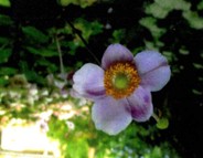 Blomst På Stilk - Ærø Sokker (Opskrift PDF)