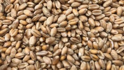 Mariagertoba Hvede, hele kerner